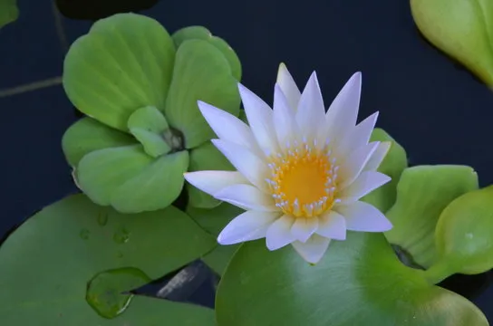 回合演示与动画反馈